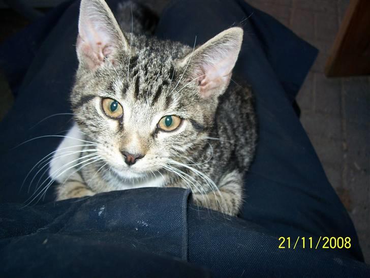 Huskat Mitti  billede 6