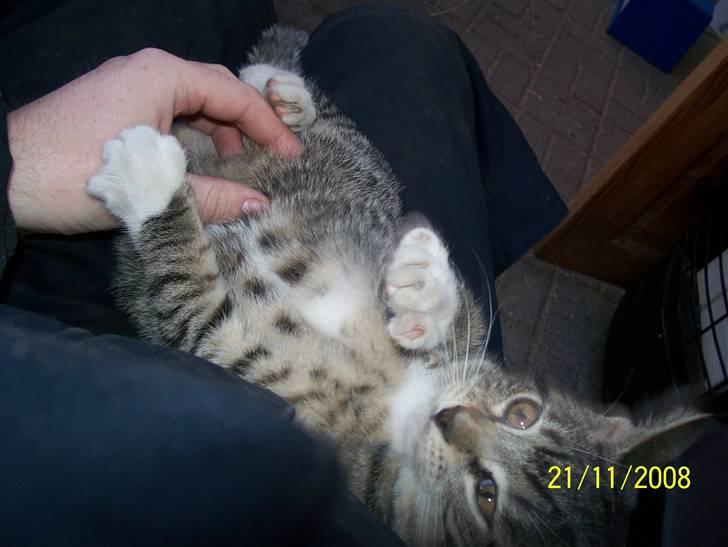 Huskat Mitti  billede 7