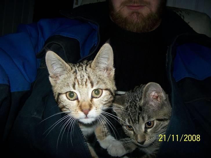 Huskat Mitti  billede 8