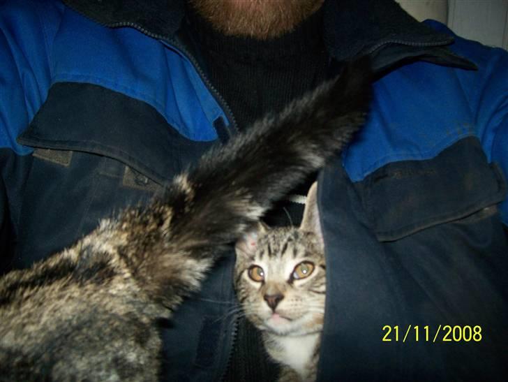 Huskat Mitti  billede 9