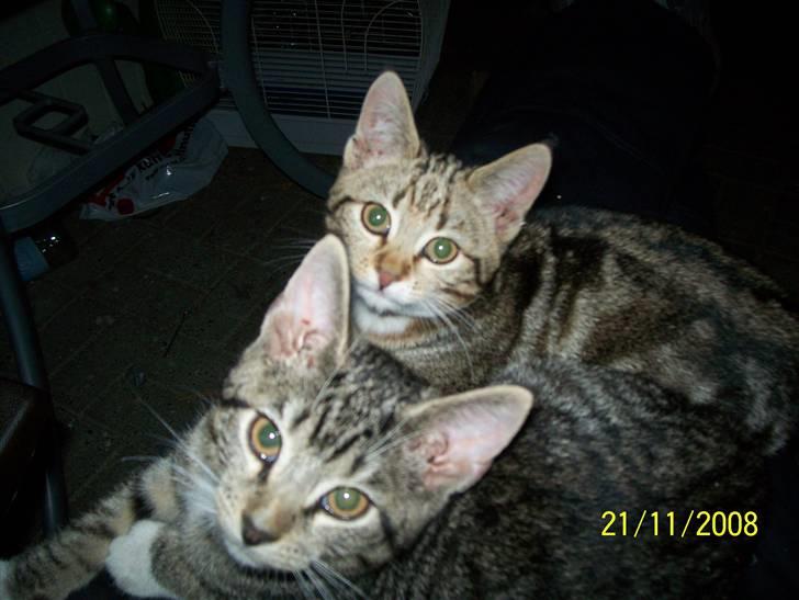 Huskat Mitti  billede 10