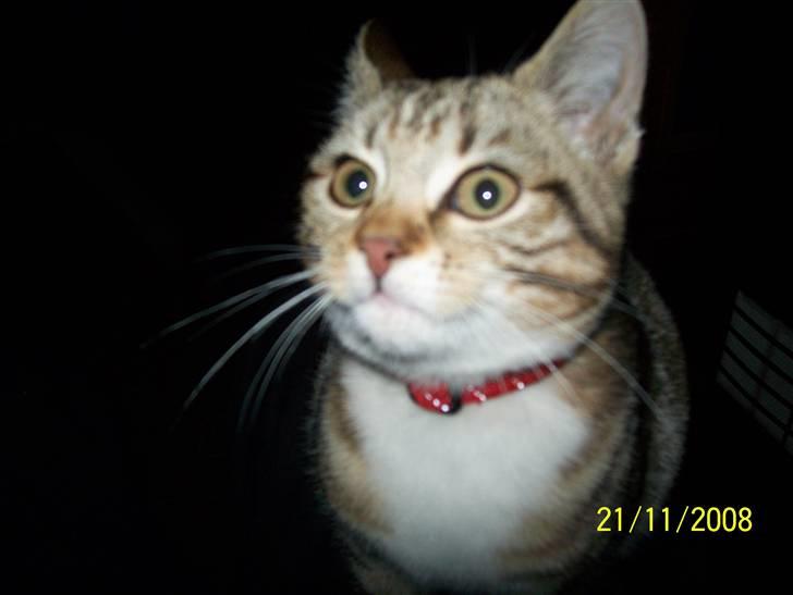 Huskat pjevs (flyttet) billede 9