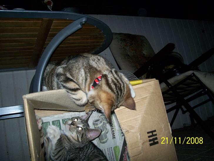 Huskat pjevs (flyttet) billede 10