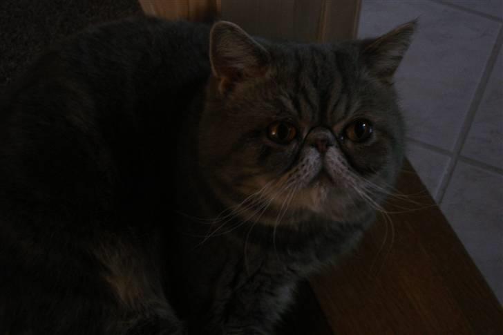 Exotic Faquis von Barkentin DK billede 1