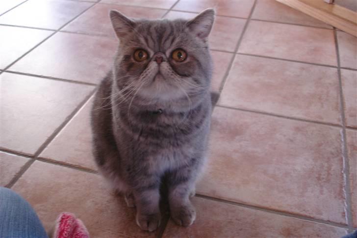 Exotic Faquis von Barkentin DK billede 2