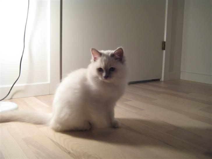 Hellig Birma Bella billede 2