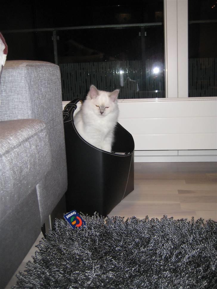 Hellig Birma Bella billede 3