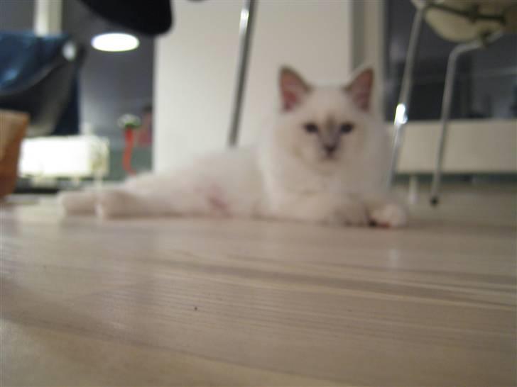 Hellig Birma Bella billede 4