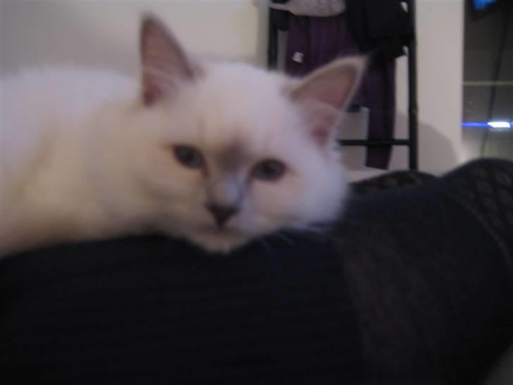 Hellig Birma Bella billede 5