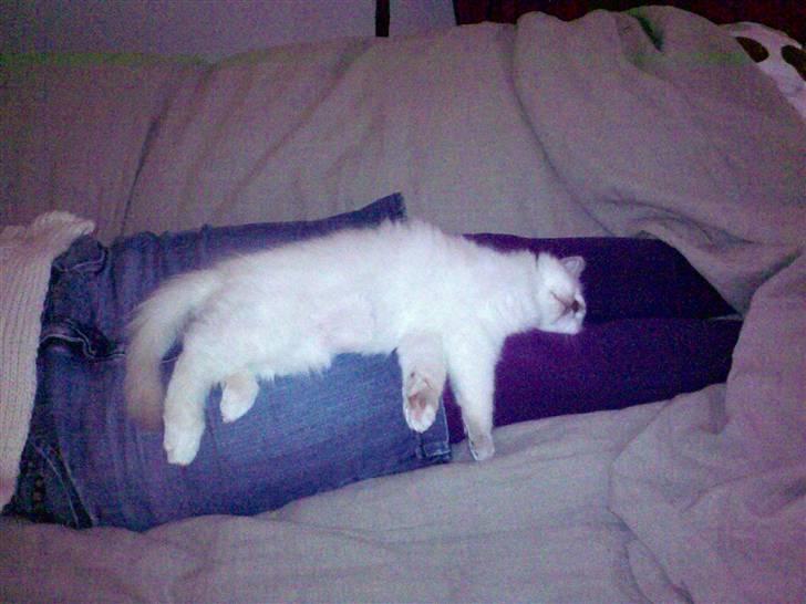 Hellig Birma Bella - Putte med mor billede 6