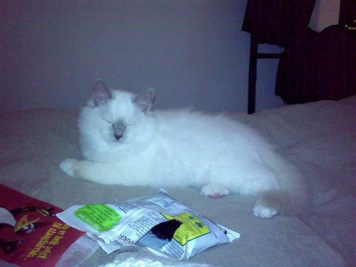 Hellig Birma Bella billede 7