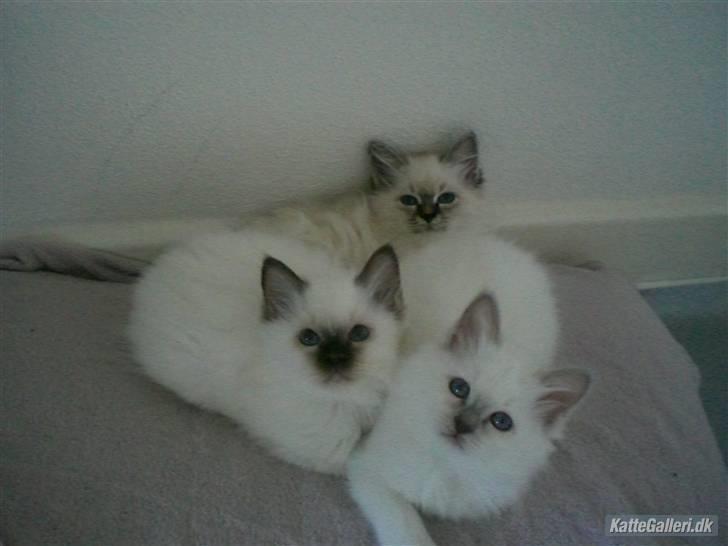 Hellig Birma Bella - 12 uger gammel, sammen med sine søskende billede 8