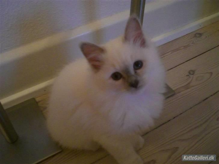 Hellig Birma Bella - ca. 12 uger billede 9