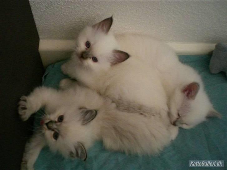 Hellig Birma Bella - ca. 1,5 måned billede 10