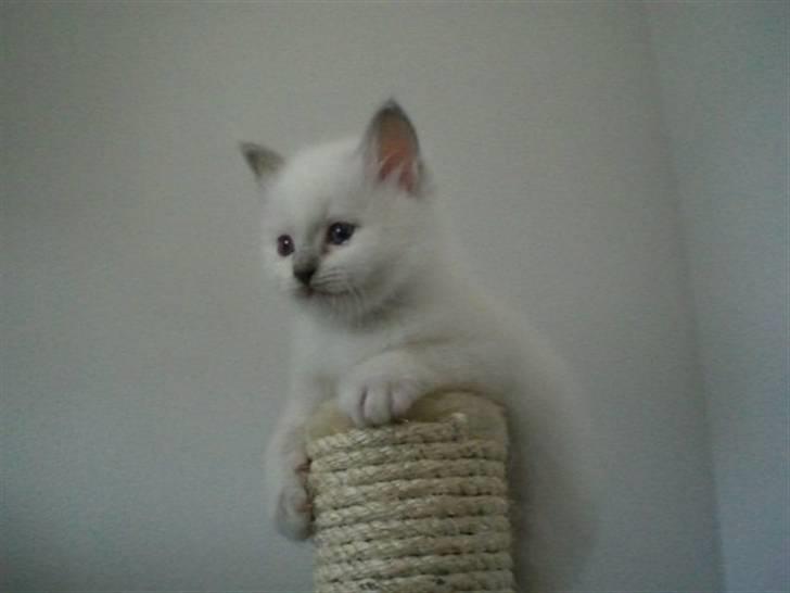 Hellig Birma Bella - I toppen af sit klatre træ billede 11