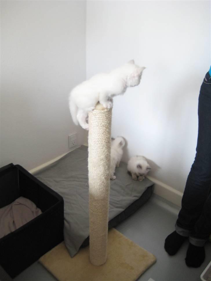 Hellig Birma Bella - Bjerggeden bella billede 12