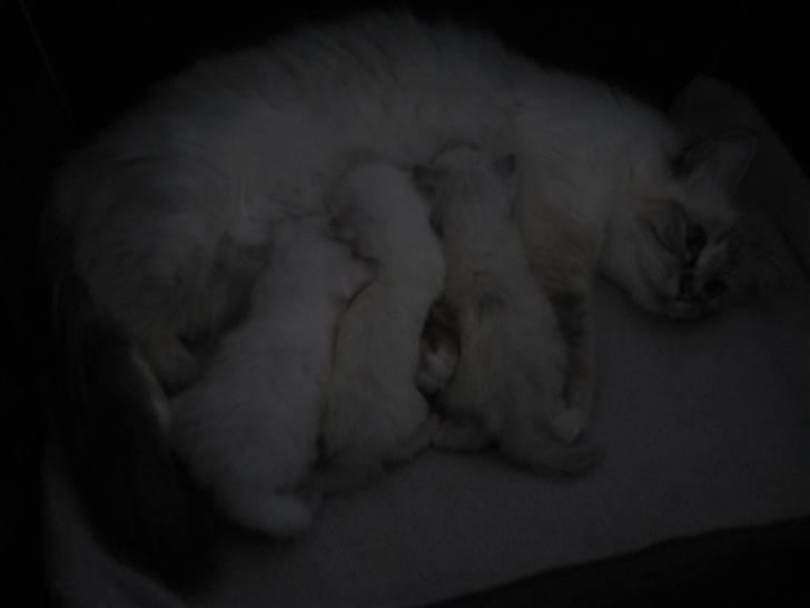 Hellig Birma Bella - Spise tid som 2 uger gammel billede 13