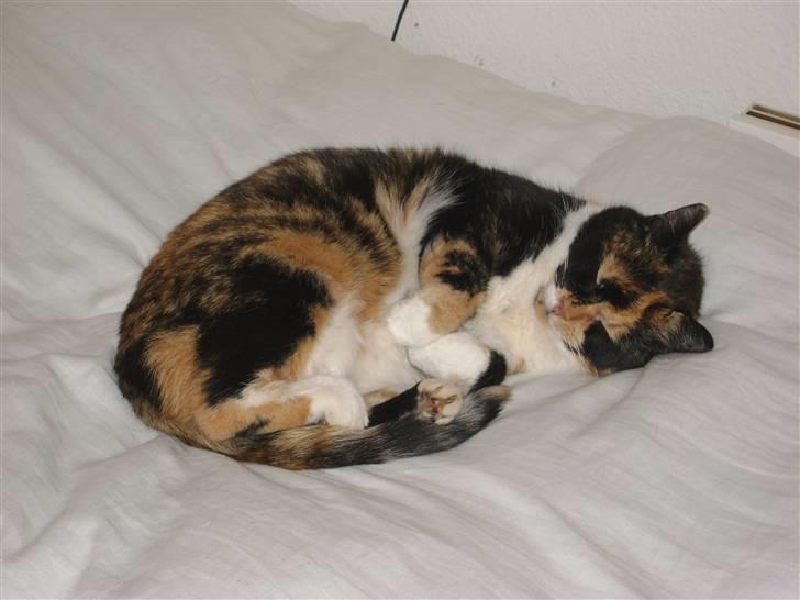 Huskat Smiv billede 7