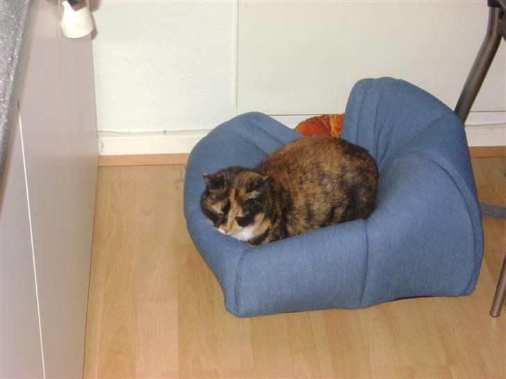 Huskat Smiv billede 8