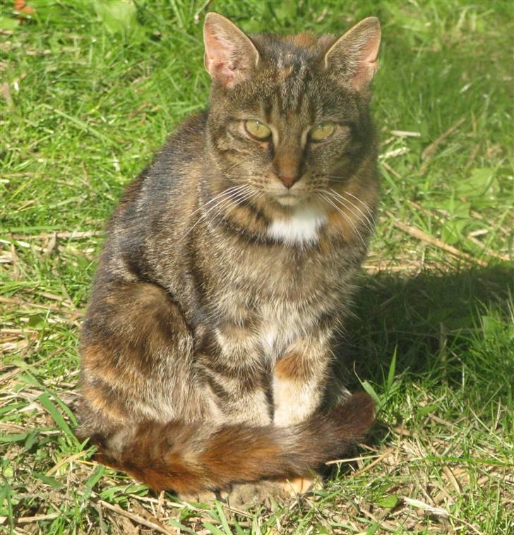 Huskat Vilddyret † R.I.P † billede 19