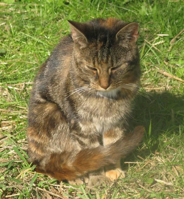 Huskat Vilddyret † R.I.P † billede 20