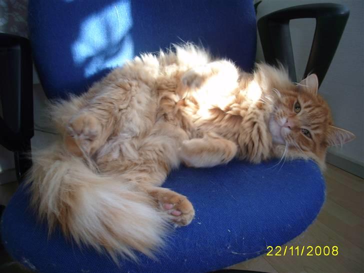 Blanding af racer Gimli billede 16