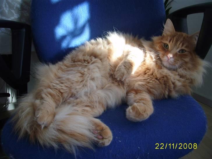 Blanding af racer Gimli billede 17