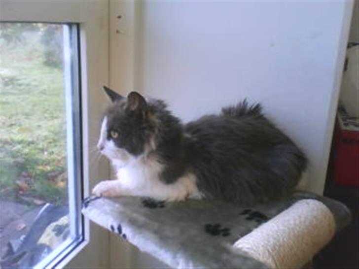 Blanding af racer Oliver Twist billede 12