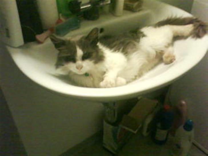 Blanding af racer Oliver Twist billede 13