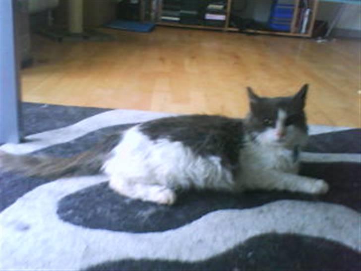 Blanding af racer Oliver Twist billede 14