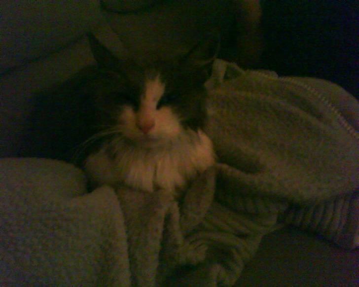 Blanding af racer Oliver Twist billede 15