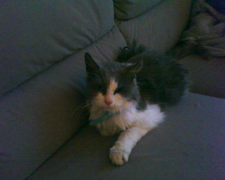 Blanding af racer Oliver Twist billede 16