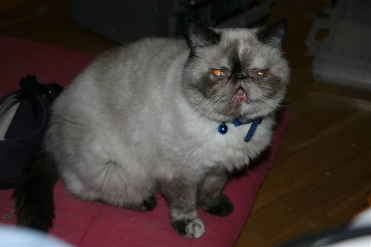 Exotic Lotus - Mooooaaaaaar billede 7