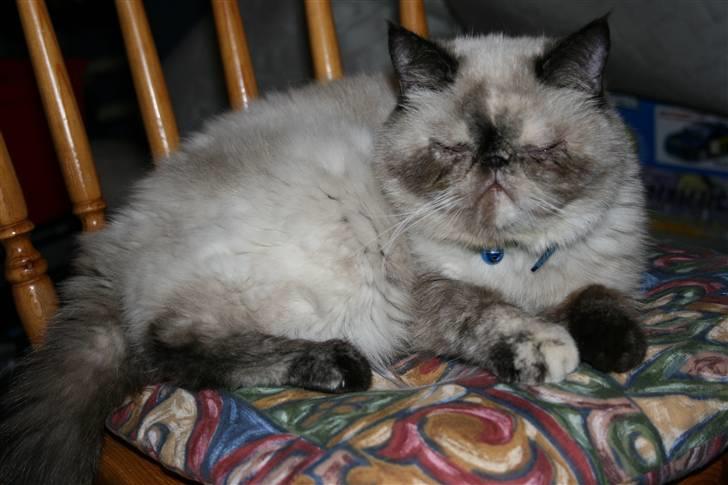 Exotic Lotus billede 8