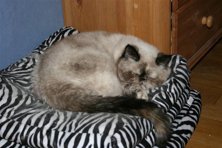 Exotic Lotus - Ingen kan slappe af som Lotus billede 9