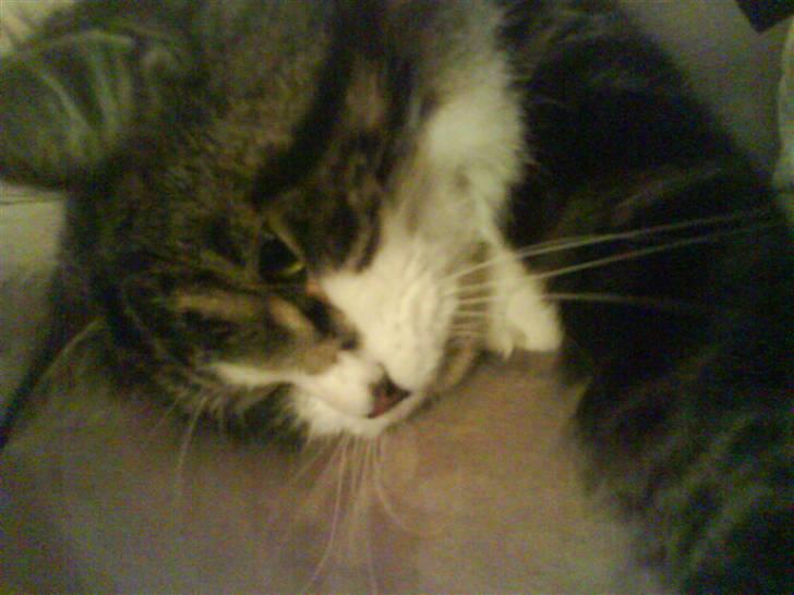 Blanding af racer Oskar billede 9