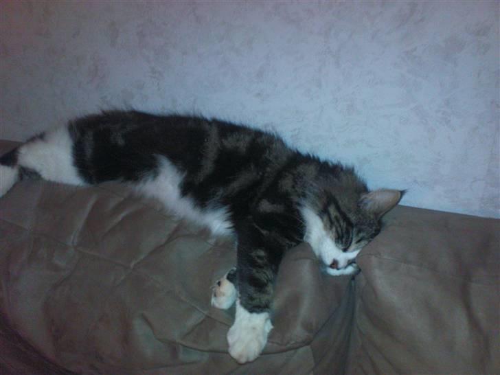 Blanding af racer Oskar billede 11