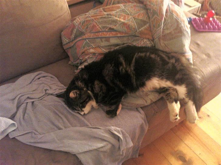 Blanding af racer Oskar billede 12