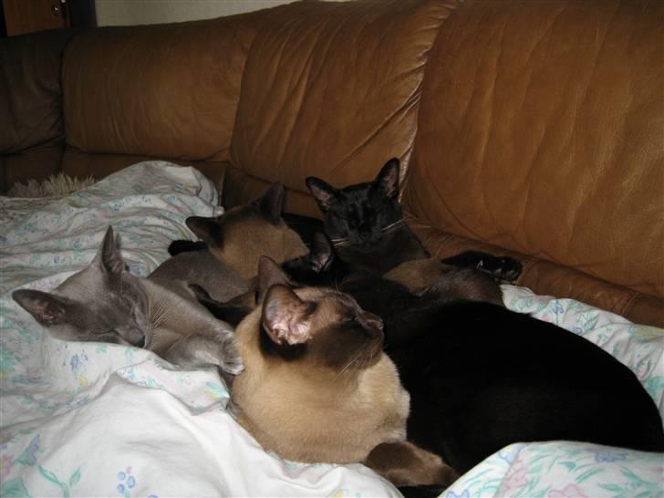 Burmeser Carenso's Balder/Whisky - Sofahygge sammen med mine 4 andre bofæller billede 20