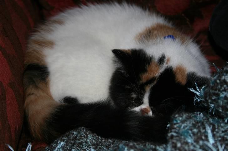 Exotic FaDang Freja billede 16
