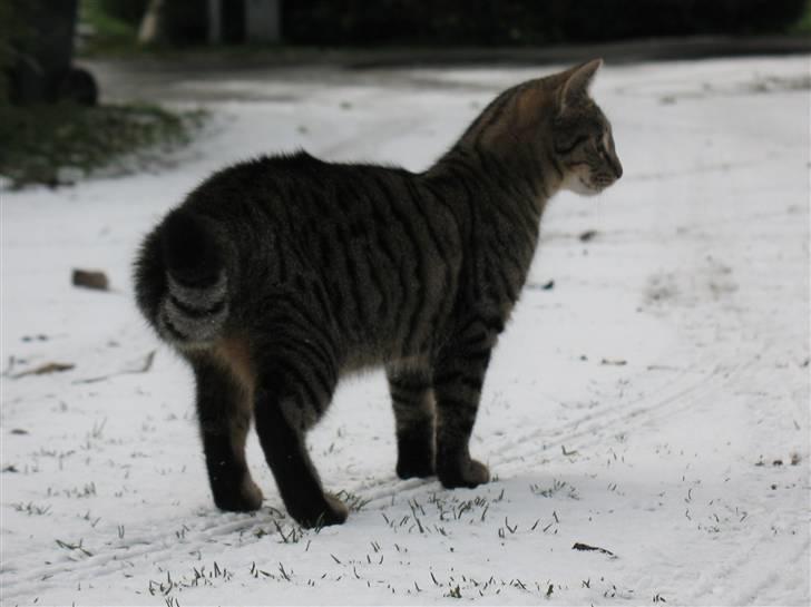 Blanding af racer Marie billede 10