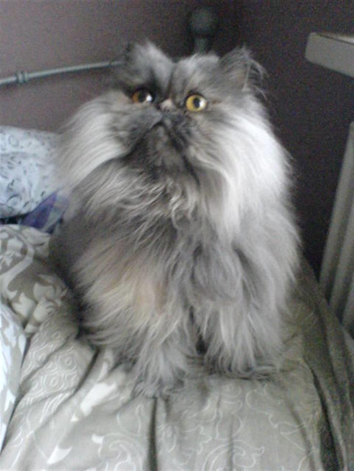 Perser Cirkeline billede 8