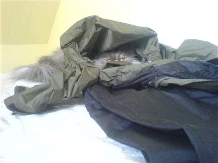 Perser Cirkeline billede 9