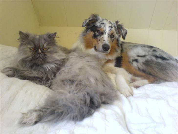 Perser Cirkeline billede 10