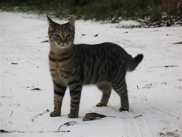 Blanding af racer Marie billede 11