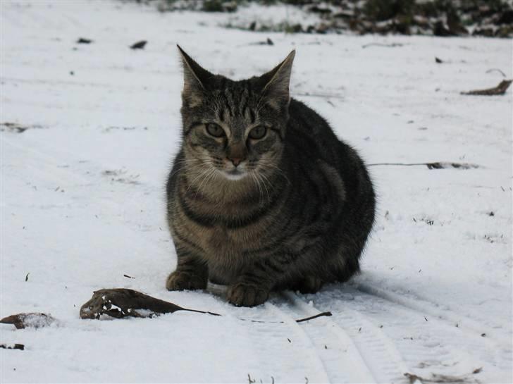 Blanding af racer Marie billede 12