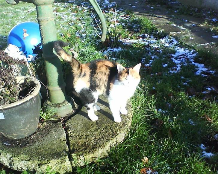 Huskat Frida billede 10