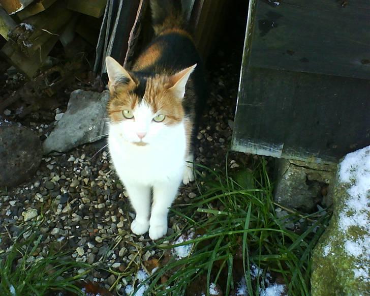 Huskat Frida billede 11