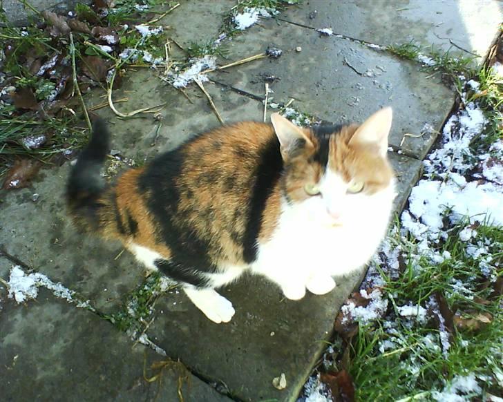 Huskat Frida billede 12