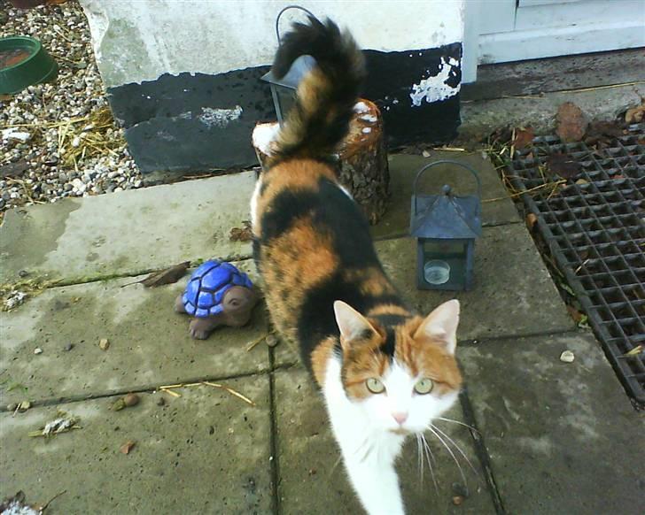 Huskat Frida billede 13